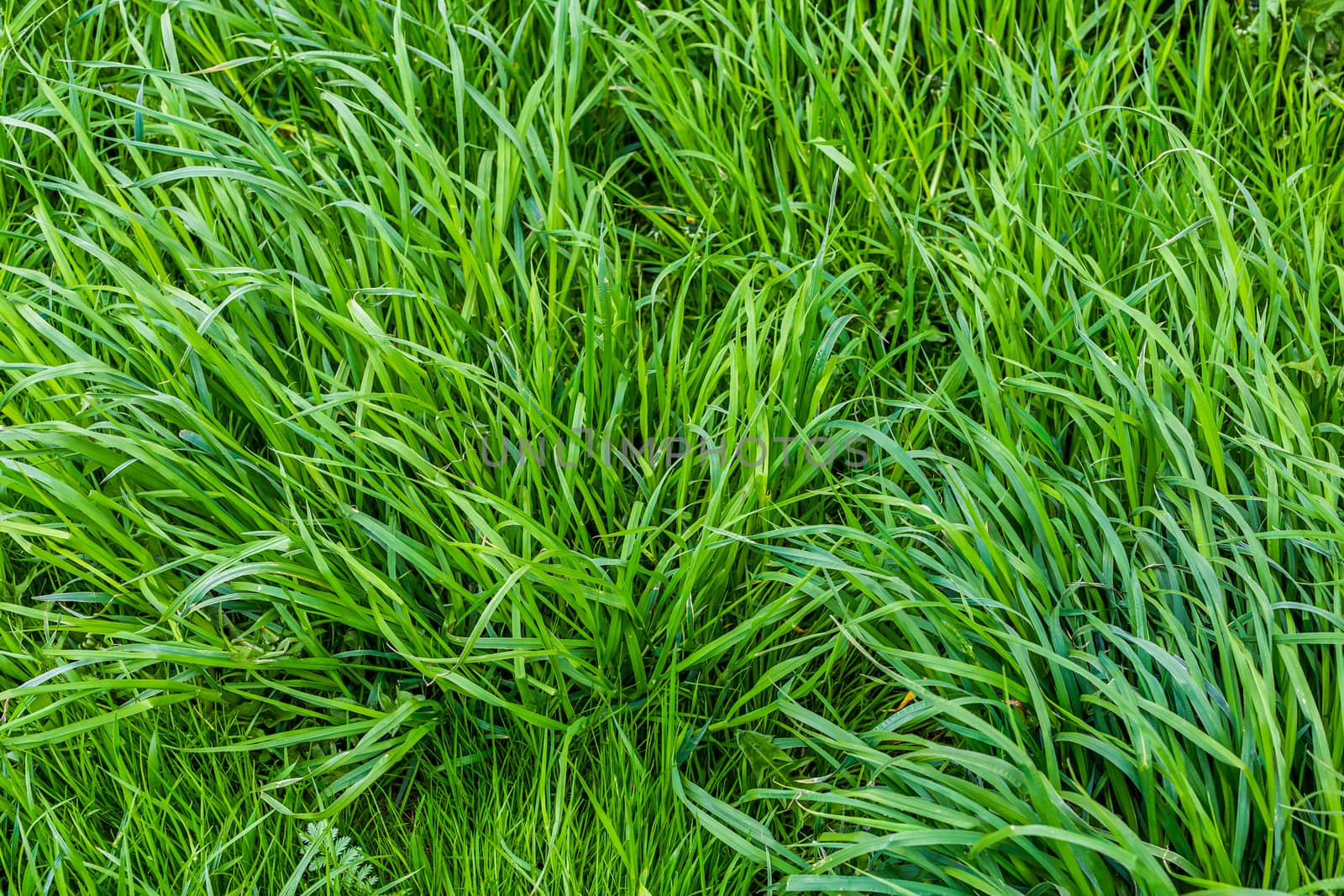 simple green summer grass at soft cloudy day light background.