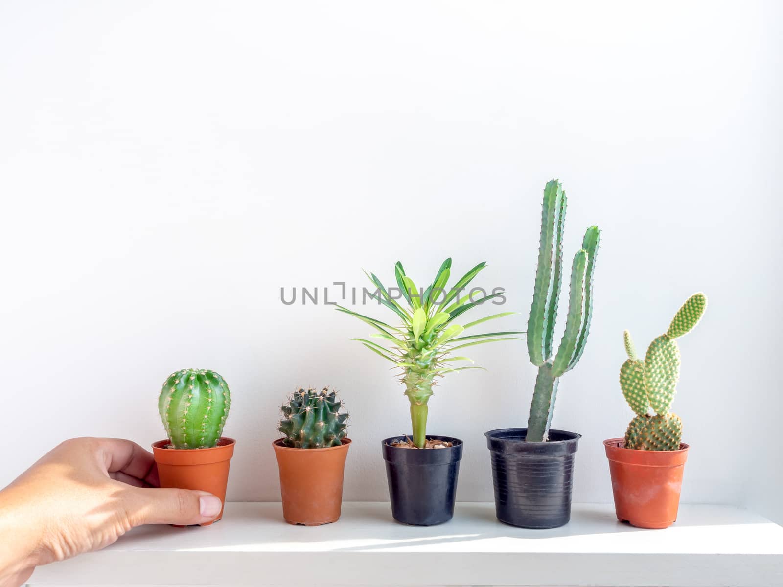 Hand put green cactus plant in plastic pots on white shelf on white wall background.