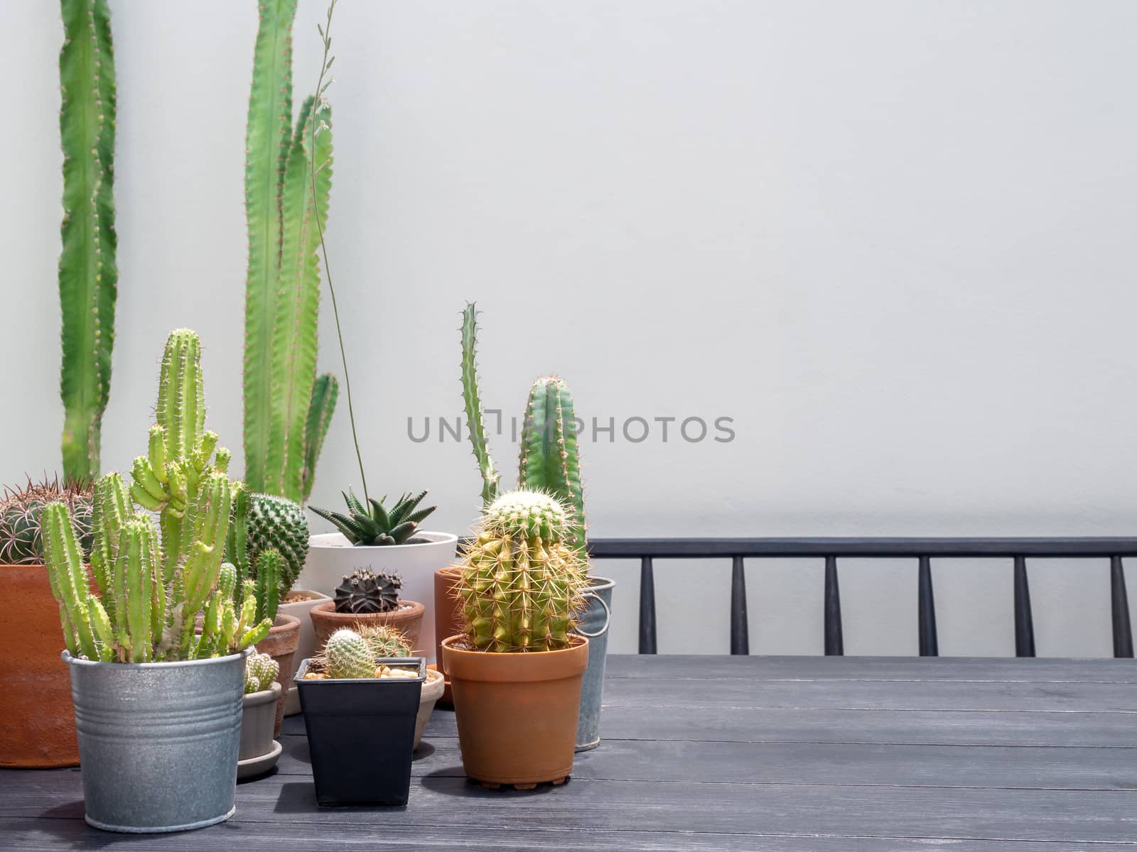 Various green cactus plants in pots on wooden table on white wall background, outdoor with copy space.