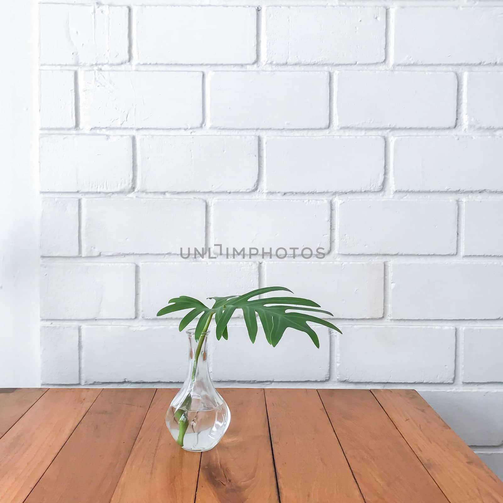 Green leaf  with clean water in clear glass vase on wooden table on white wall background, minimal style.