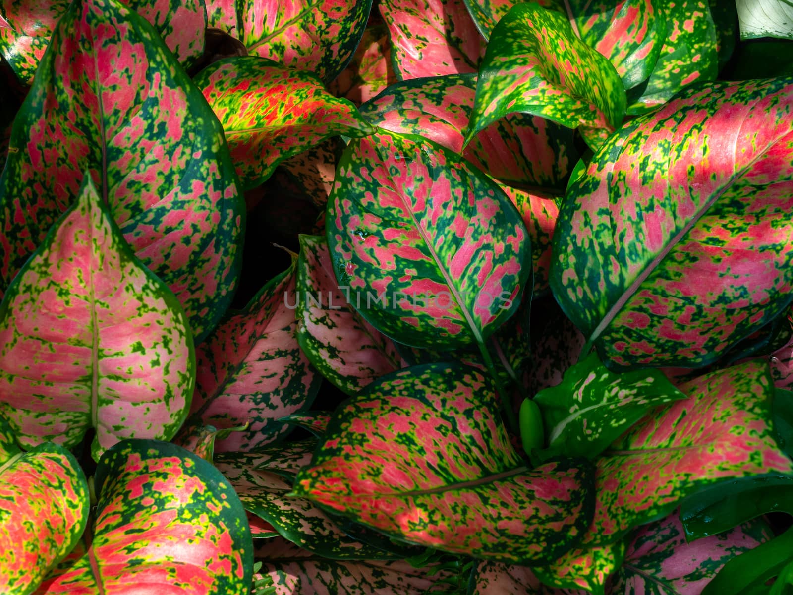 Green and red pattern leaves background. Beautiful tropical plants texture.