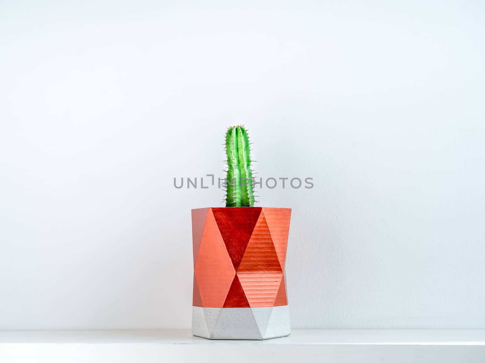 Green cactus in beautiful copper color painted concrete pot. Cactus plant in geometric concrete planter on white shelf on white wall background.