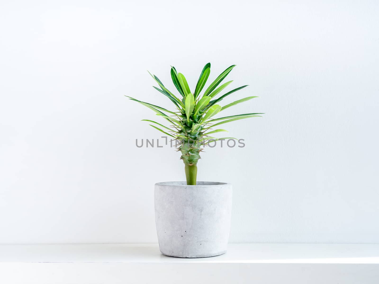 Small green madagascar cactus tree in concrete pot on white shelf isolated on white background.