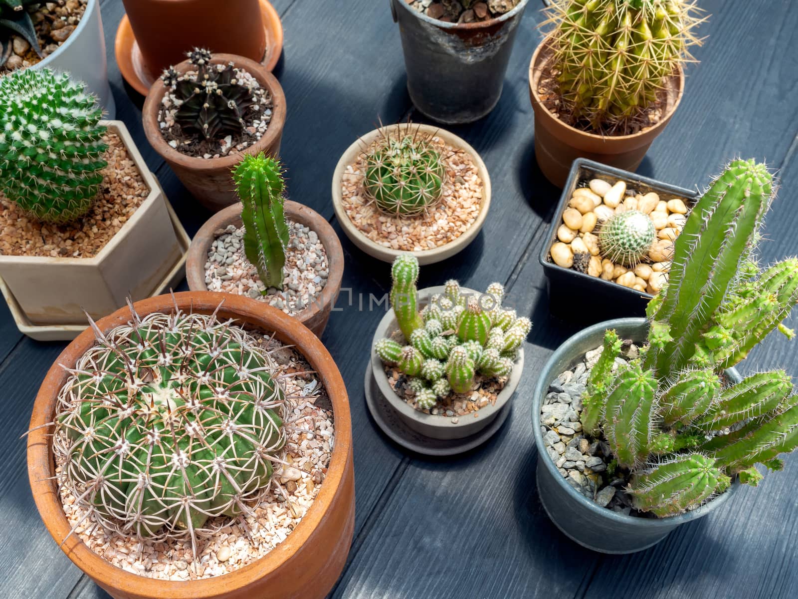 Various green cactus plants in pots on dark wooden table background, top view.