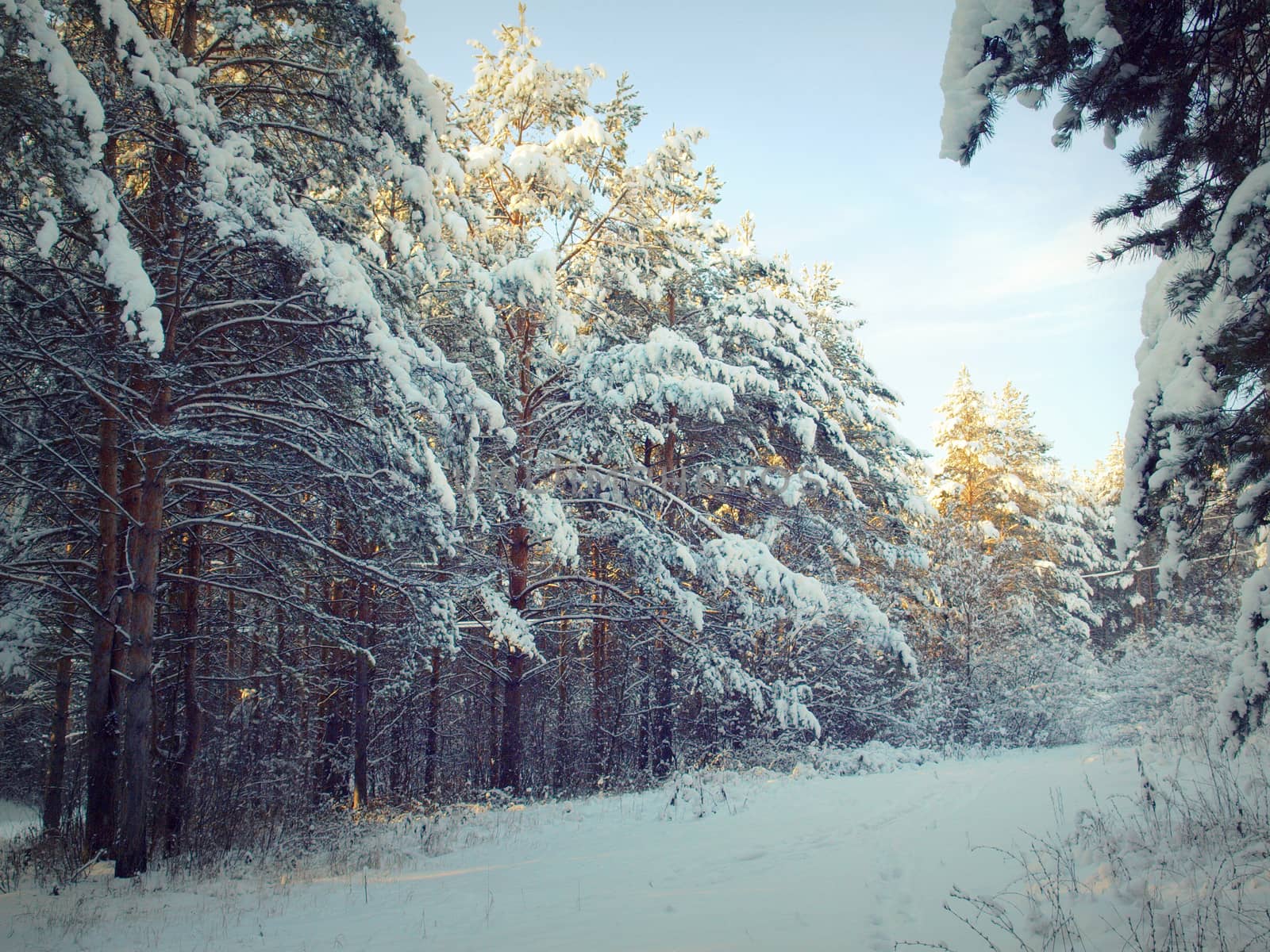 beautiful winter landscape with pines snow covered