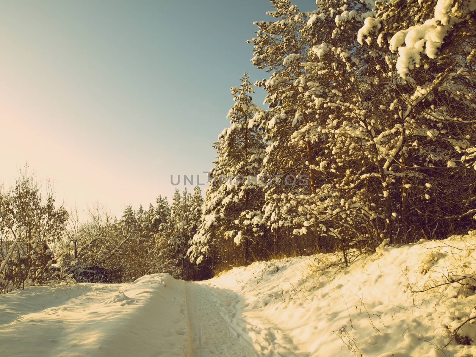 beautiful winter landscape with pines snow covered