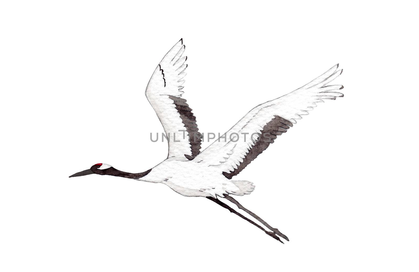 Japanese red-crown crane bird flying on white background. watercolor hand painting illustration for decoration on wallpaper, fabric textile, cover page, template, postcard, poster. by Ungamrung