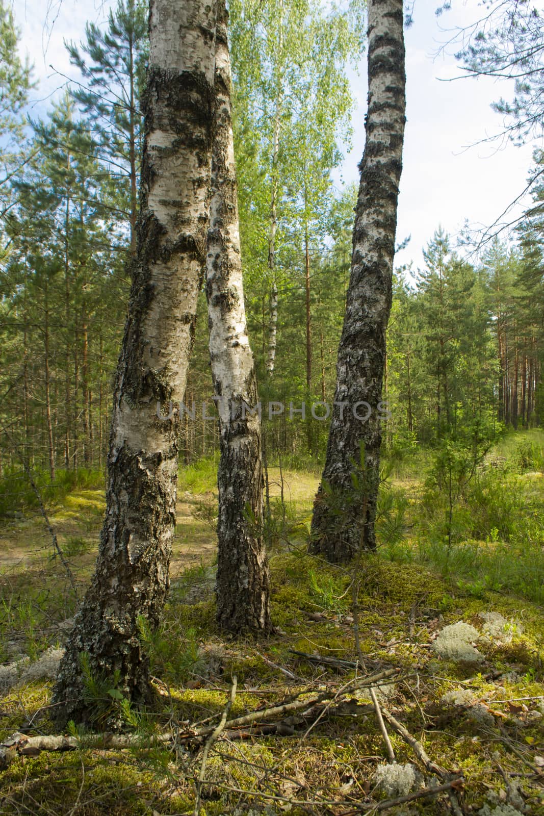 mixed forest at summer sunny day, birch and pin