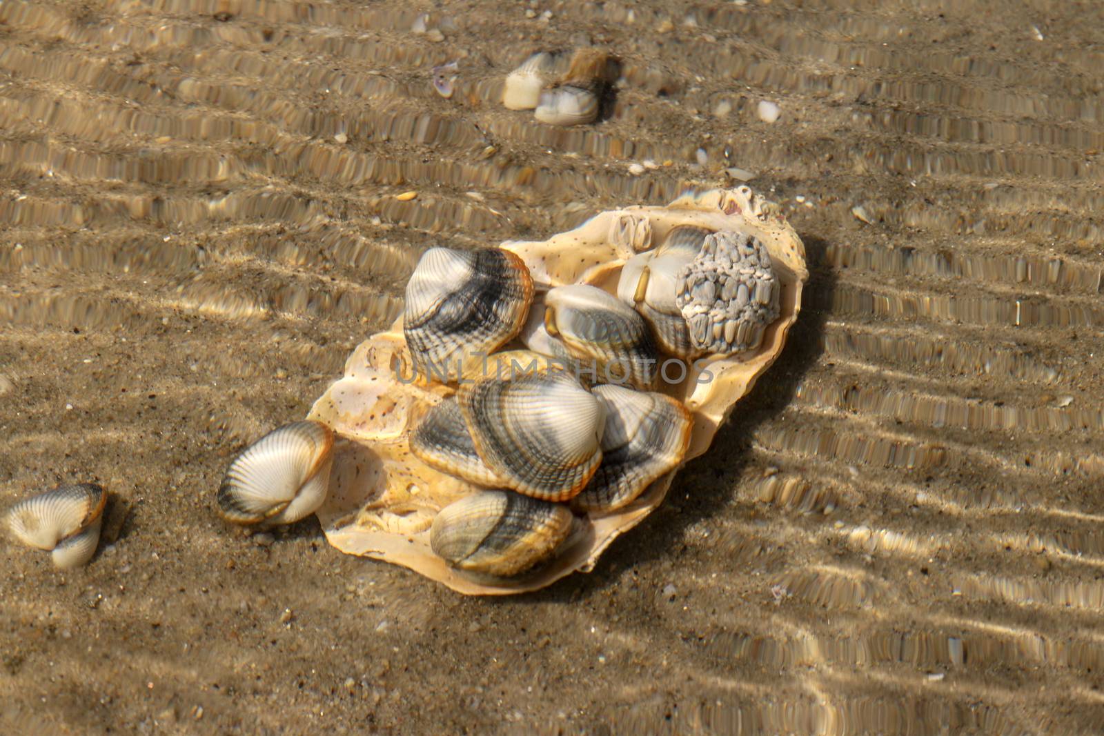 Common cockles underwater on seabed - species of edible saltwater clams