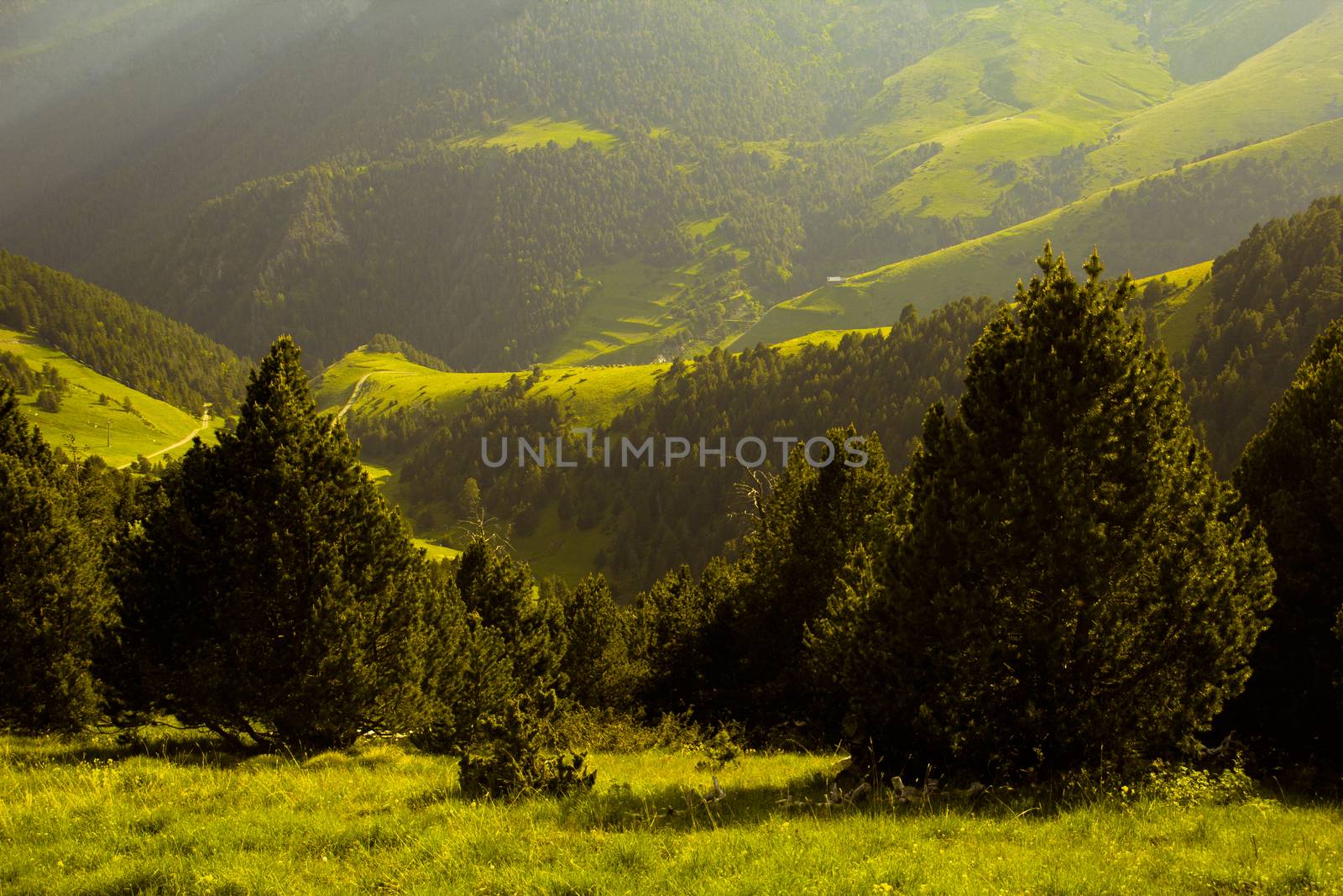 Meadows between Seturia forest in Andorra, Pyrenees