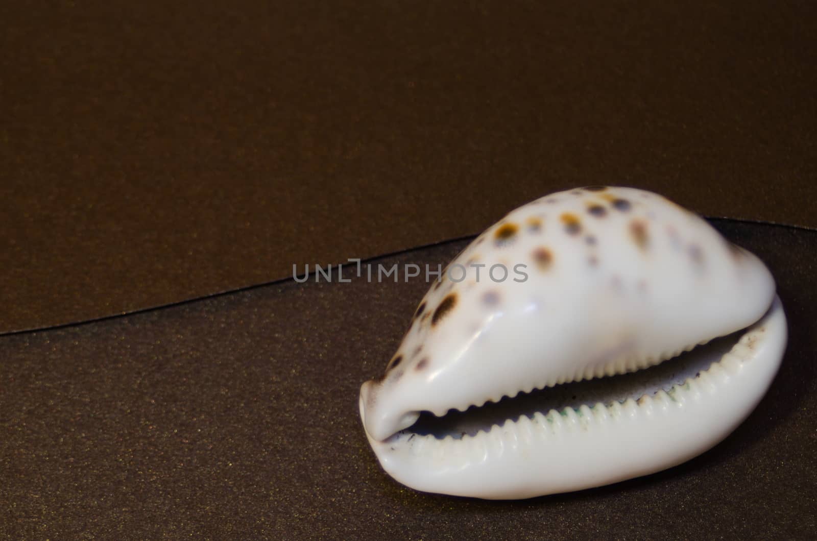 white mother-of-pearl shell with dark round spots on the surface against the background of a dark envelope made of thick paper on a marble table