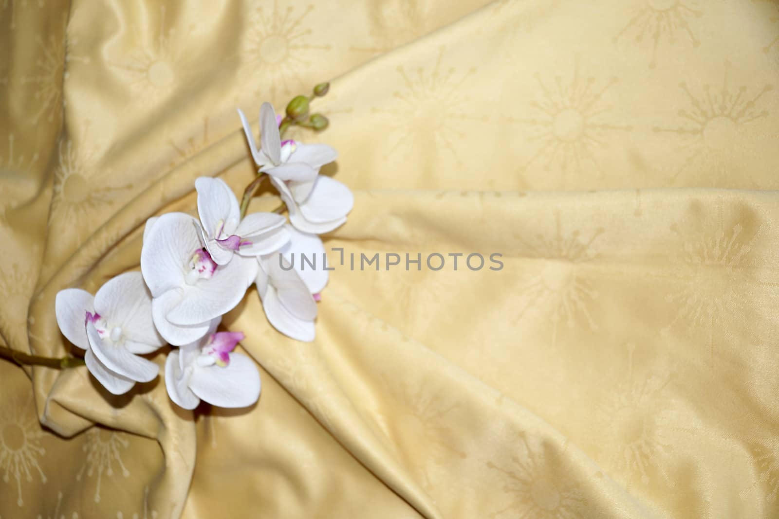 white orchid flower on gold textile drapery close up