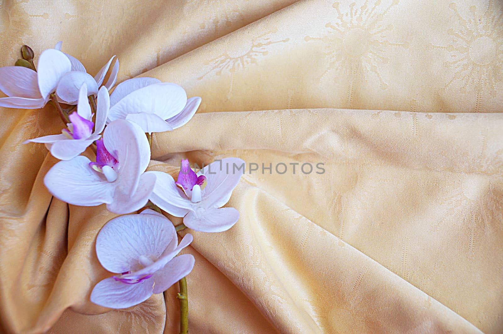 white orchid flower on gold textile drapery close up