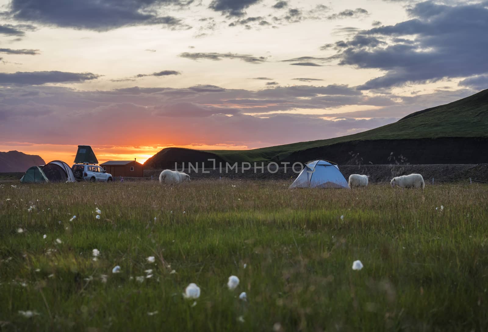 Beautiful red purple sunrise in Landmannalaugar mountain at camp site area with grazing sheep and tents. Fjallabak Nature Reserve in Highlands region of Iceland.
