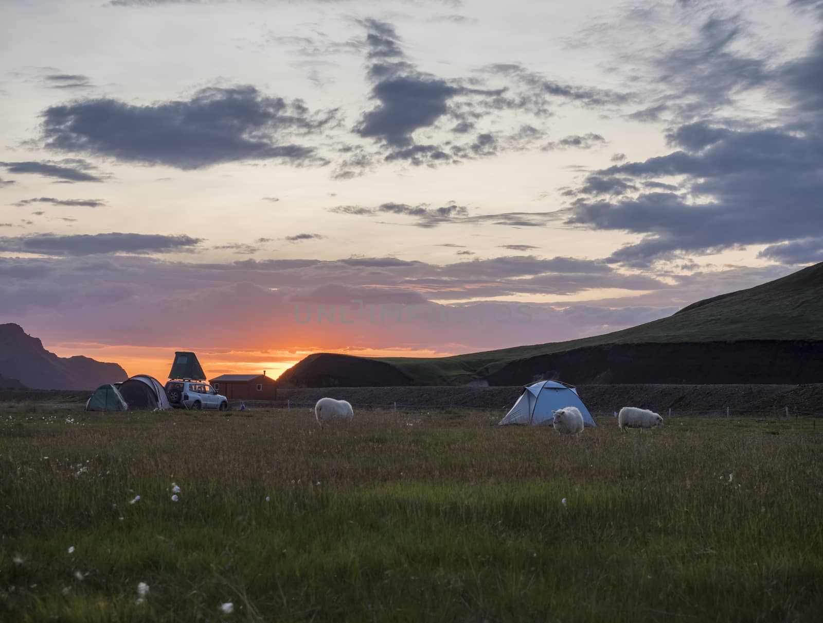 Beautiful red purple sunrise in Landmannalaugar mountain at camp site area with grazing sheep and tents. Fjallabak Nature Reserve in Highlands region of Iceland.