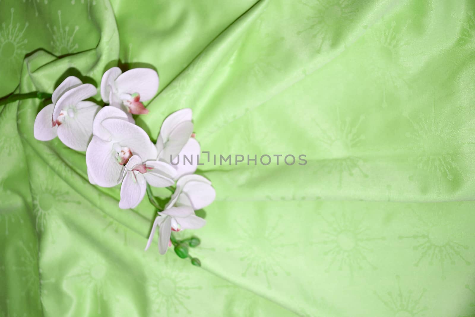 white orchid flower on green textile drapery, b