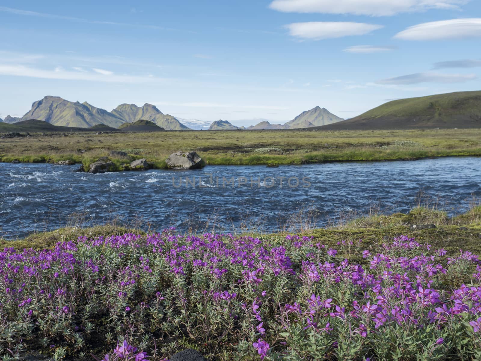 Beautiful Icelandic landscape with wild pink flowers, blue glacier river and green mountains. Blue sky background. in area of Fjallabak Nature Reserve on Laugavegur trek, Iceland.