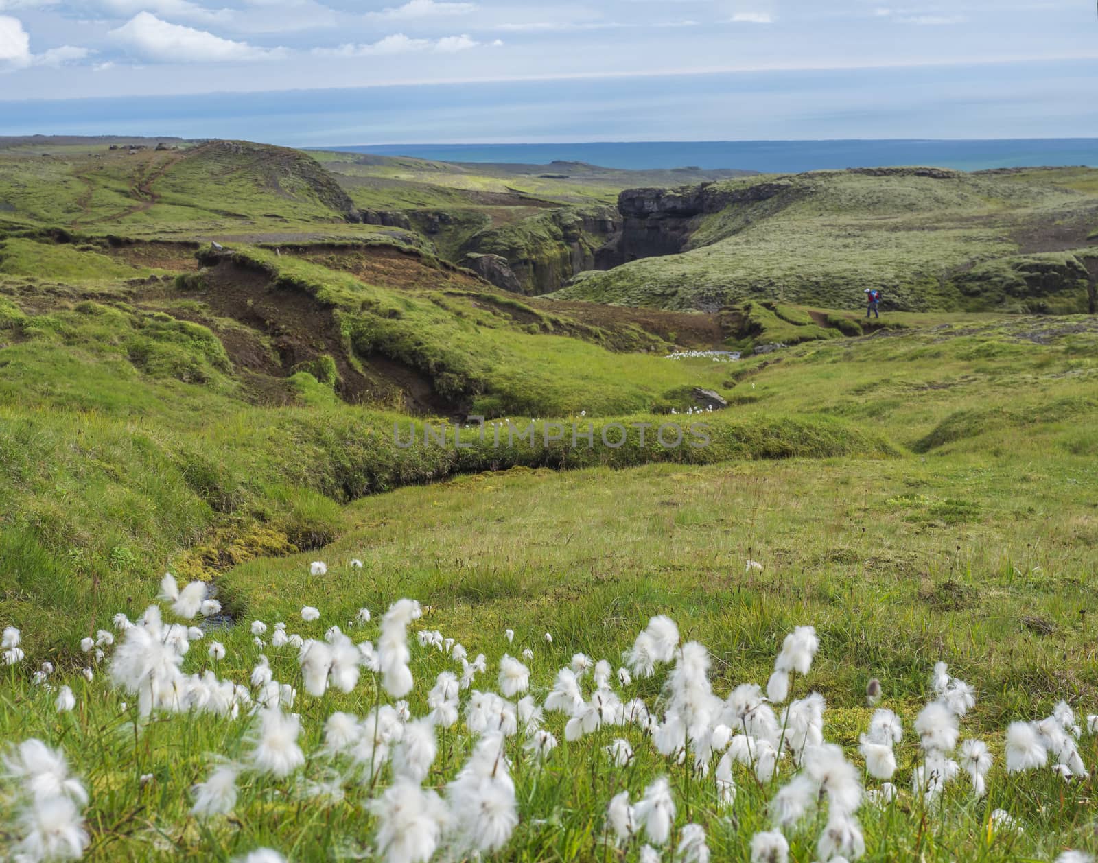 Beautiful lush green Landscape of Skoga river valley with white fluffy flowers and view on sea horizon near Skogar, end of Fimmvorduhals hiking trail. South Iceland, Summer blue sky.
