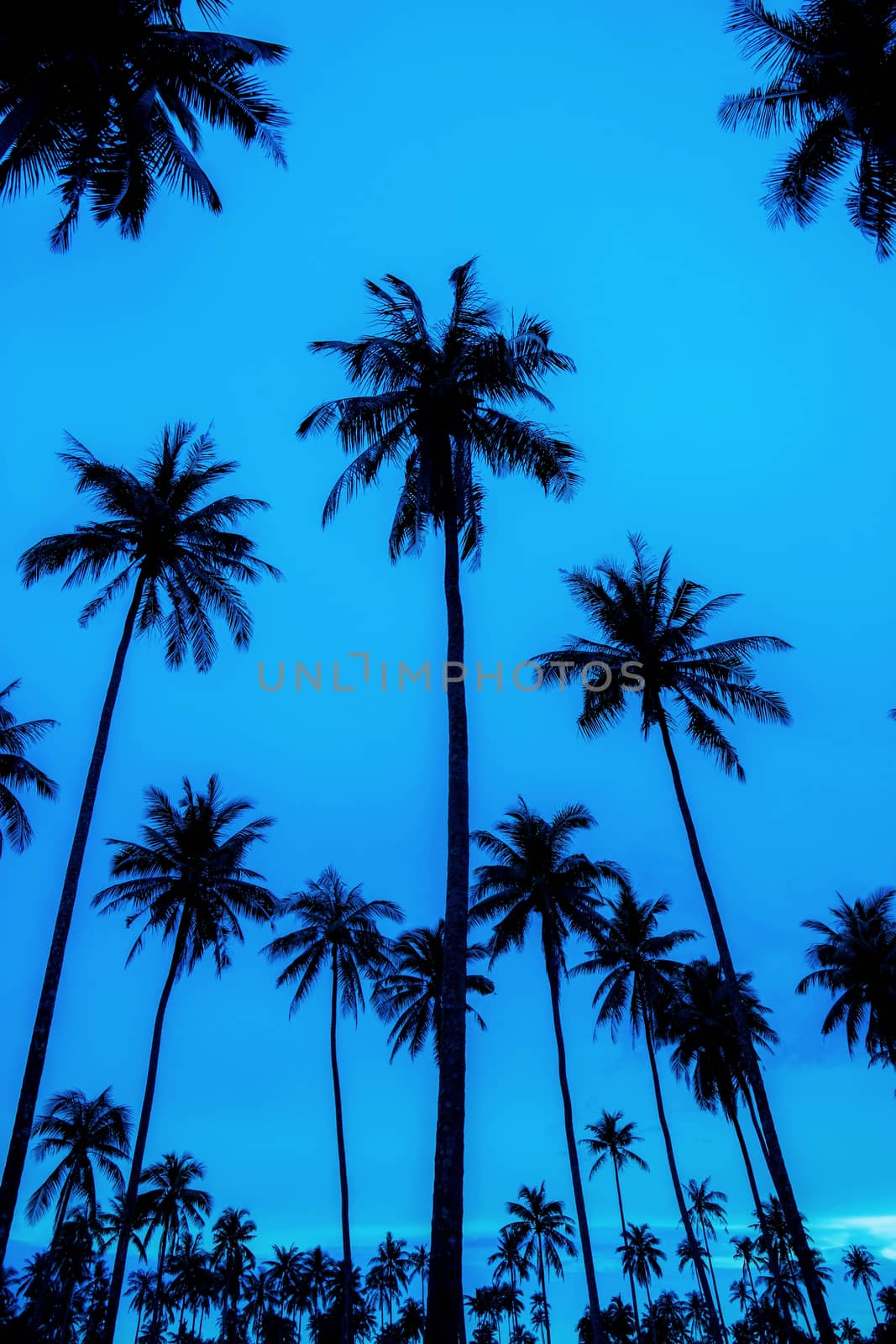 Palm tree in darkness with the blue sky background.