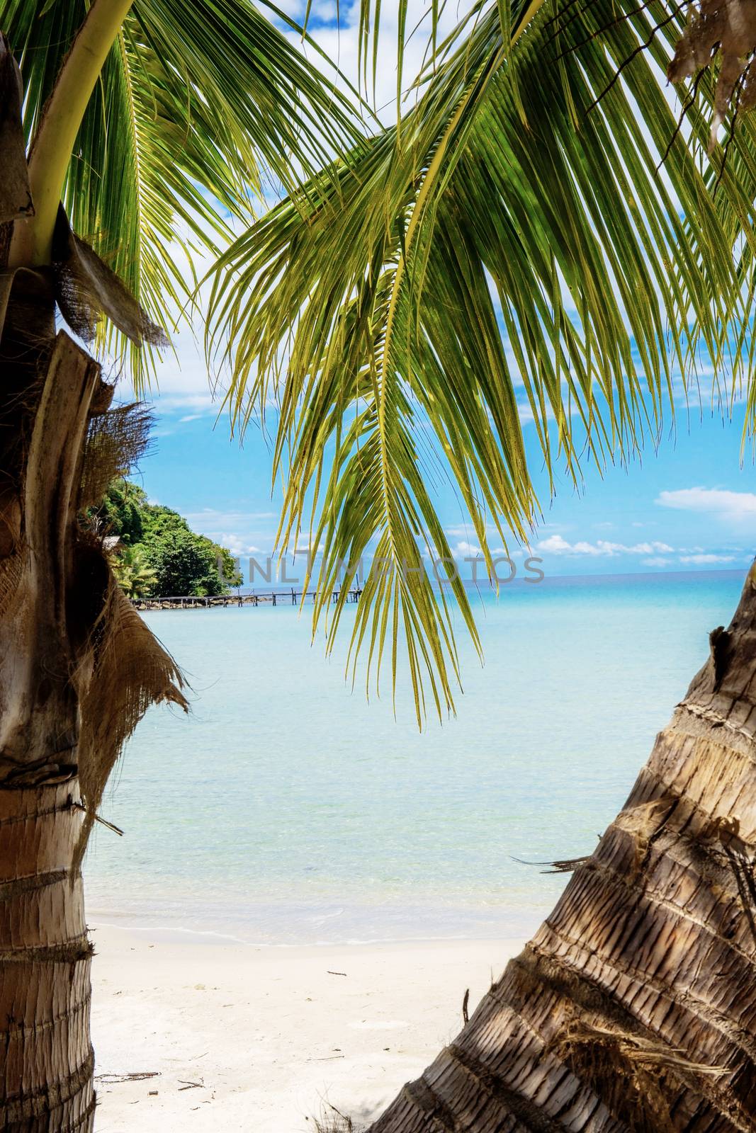 Palm tree on beach with the sunlight.