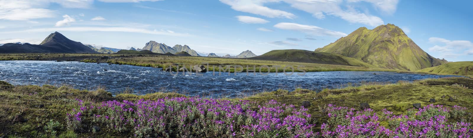 Beautiful wide panoramic Icelandic landscape with wild pink flowers, blue glacier river and green mountains. Blue sky background. in area of Fjallabak Nature Reserve on Laugavegur trek, Iceland.