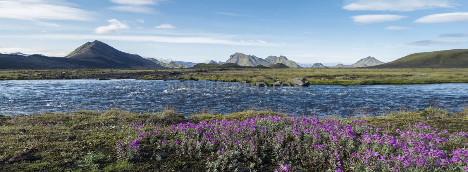 Beautiful wide panoramic Icelandic landscape with wild pink flowers, blue glacier river and green mountains. Blue sky background. in area of Fjallabak Nature Reserve on Laugavegur trek, Iceland by Henkeova