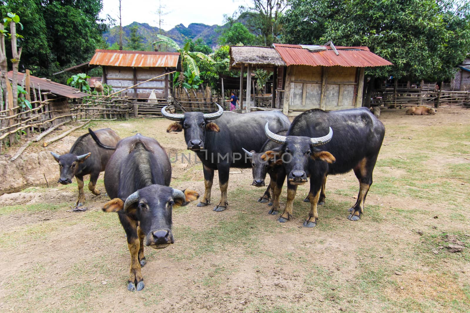 buffalo flocks out in the morning.The buffalo flocks out in the  by suthipong