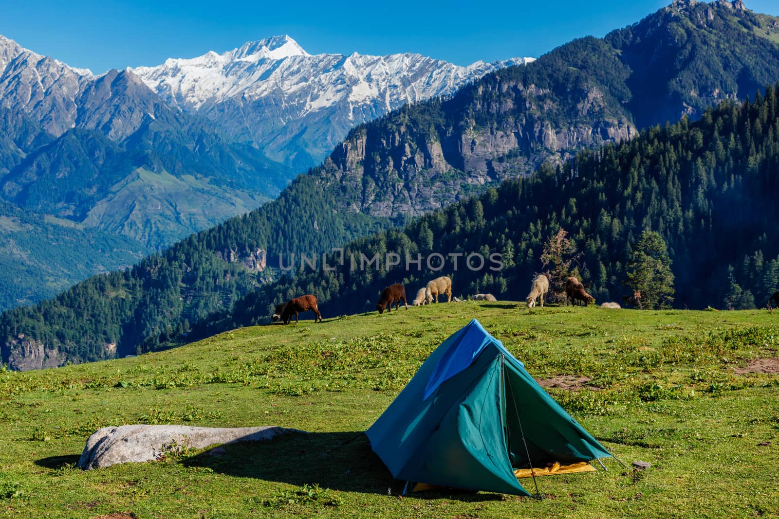 Tent in Himalayas mountains with flock of sheep grazing. Kullu Valley, Himachal Pradesh, India