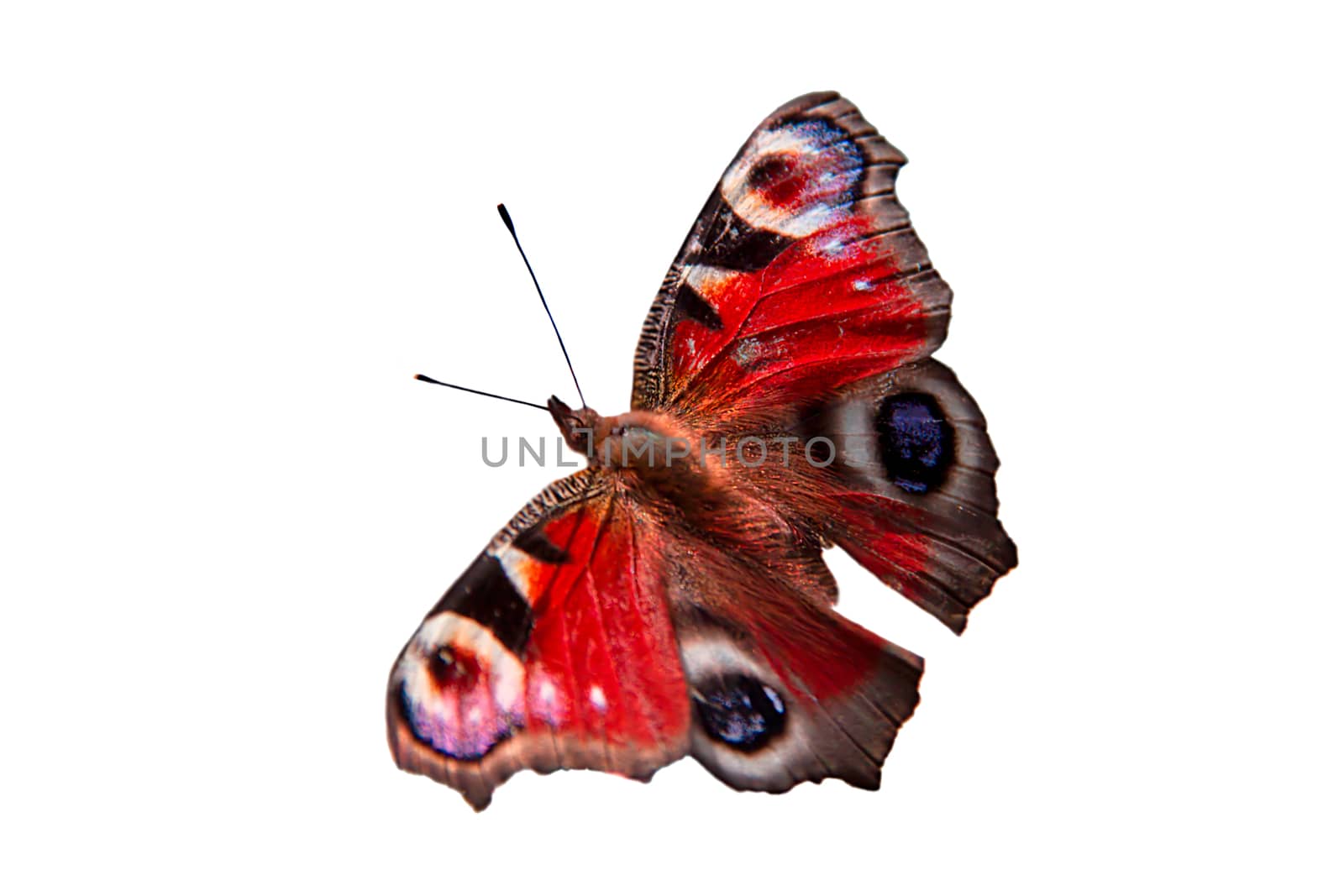 The bright butterfly of different colours on a white background 