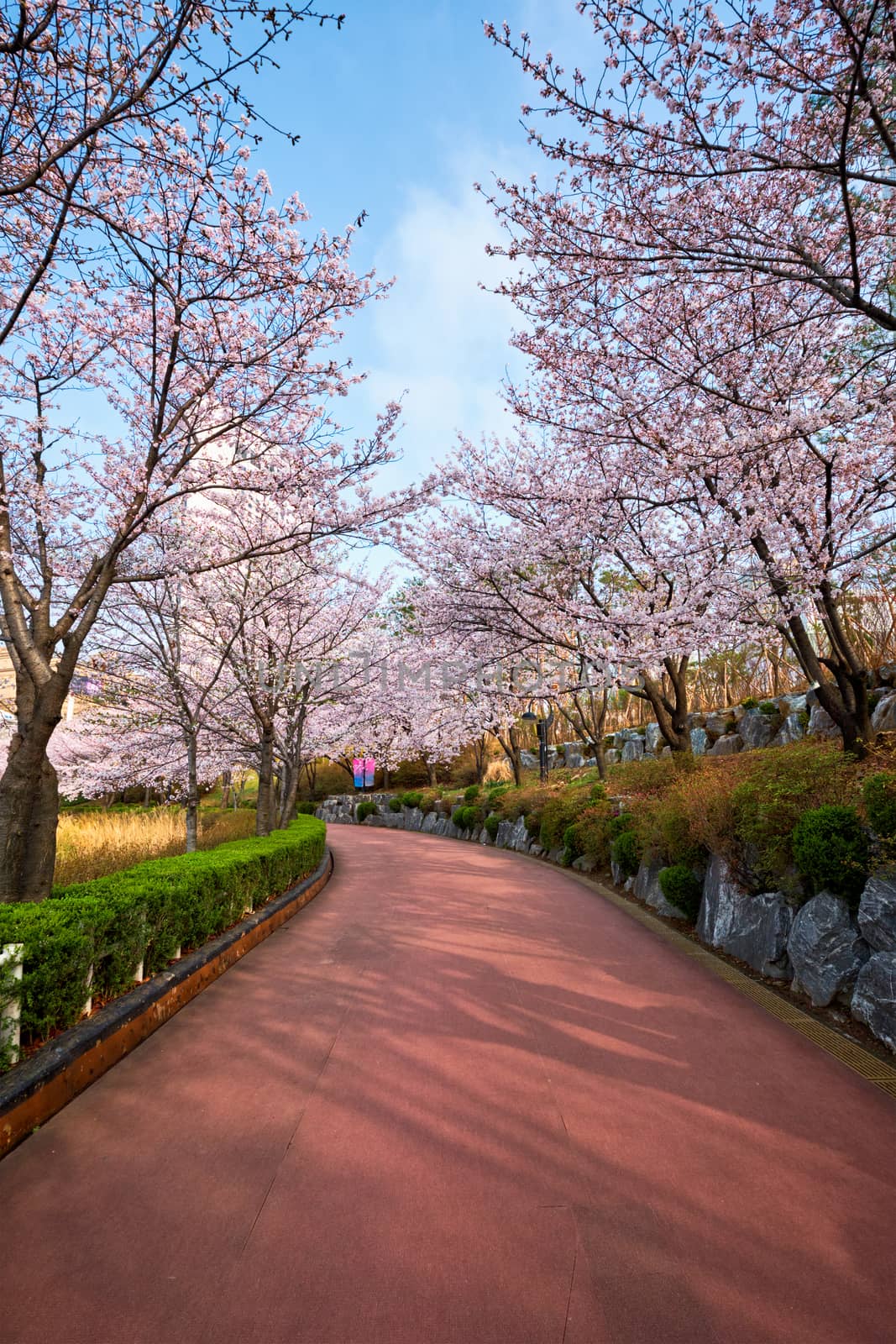 Blooming sakura cherry blossom alley in park by dimol