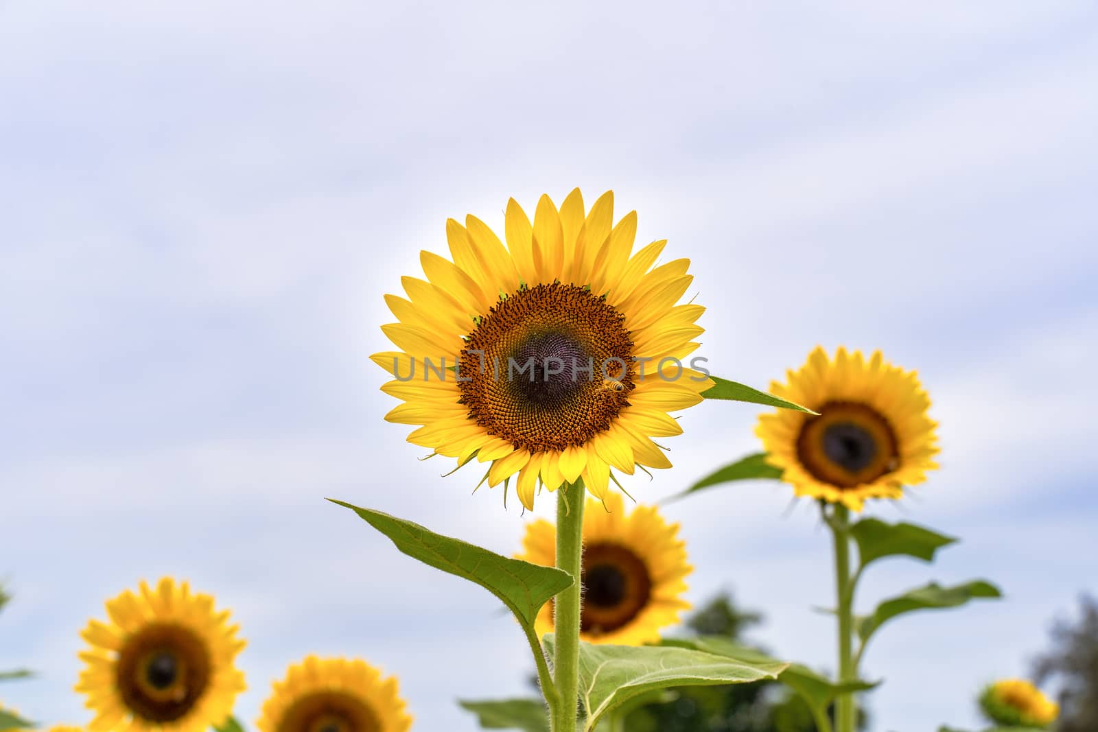 Realistic beautiful yellow sunflower plant landscape in the farm by ROMIXIMAGE