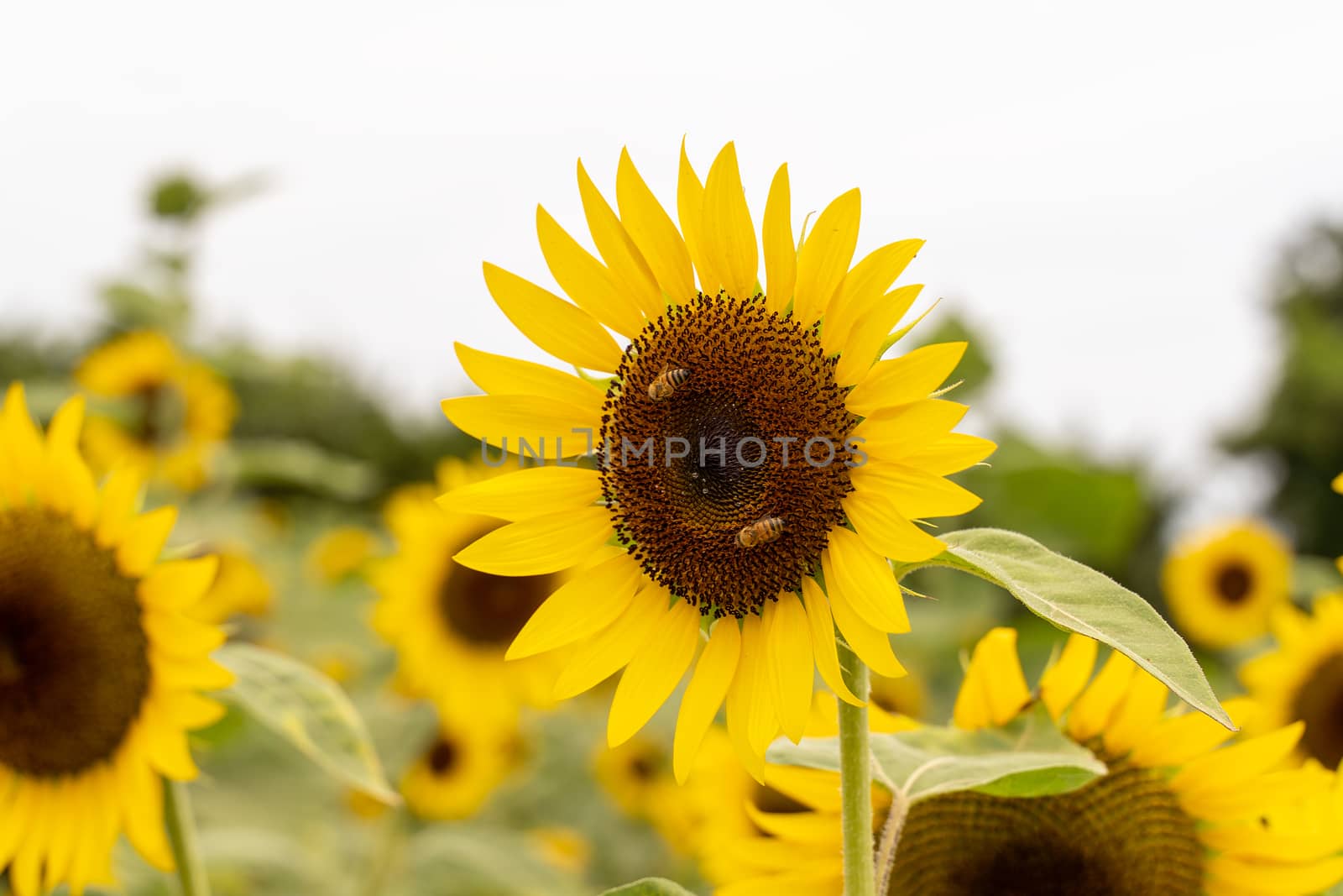 Realistic beautiful yellow sunflower plant landscape in the farm by ROMIXIMAGE