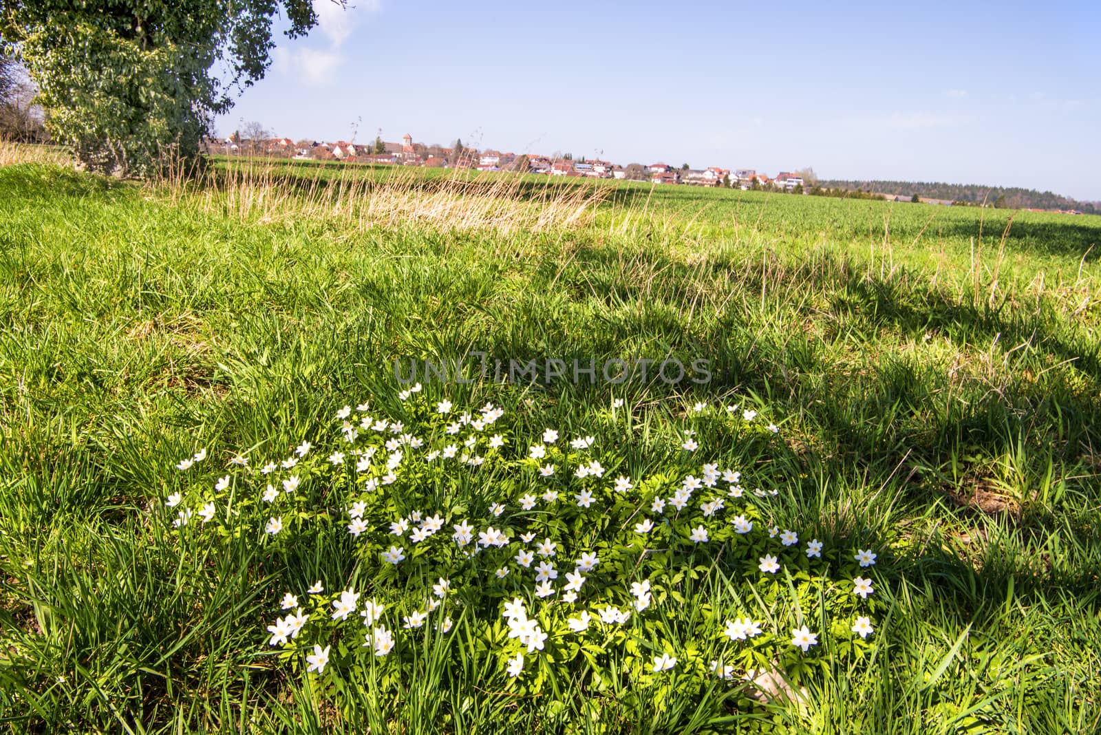 anemone flowers on a green meadow in Germany with background by Jochen