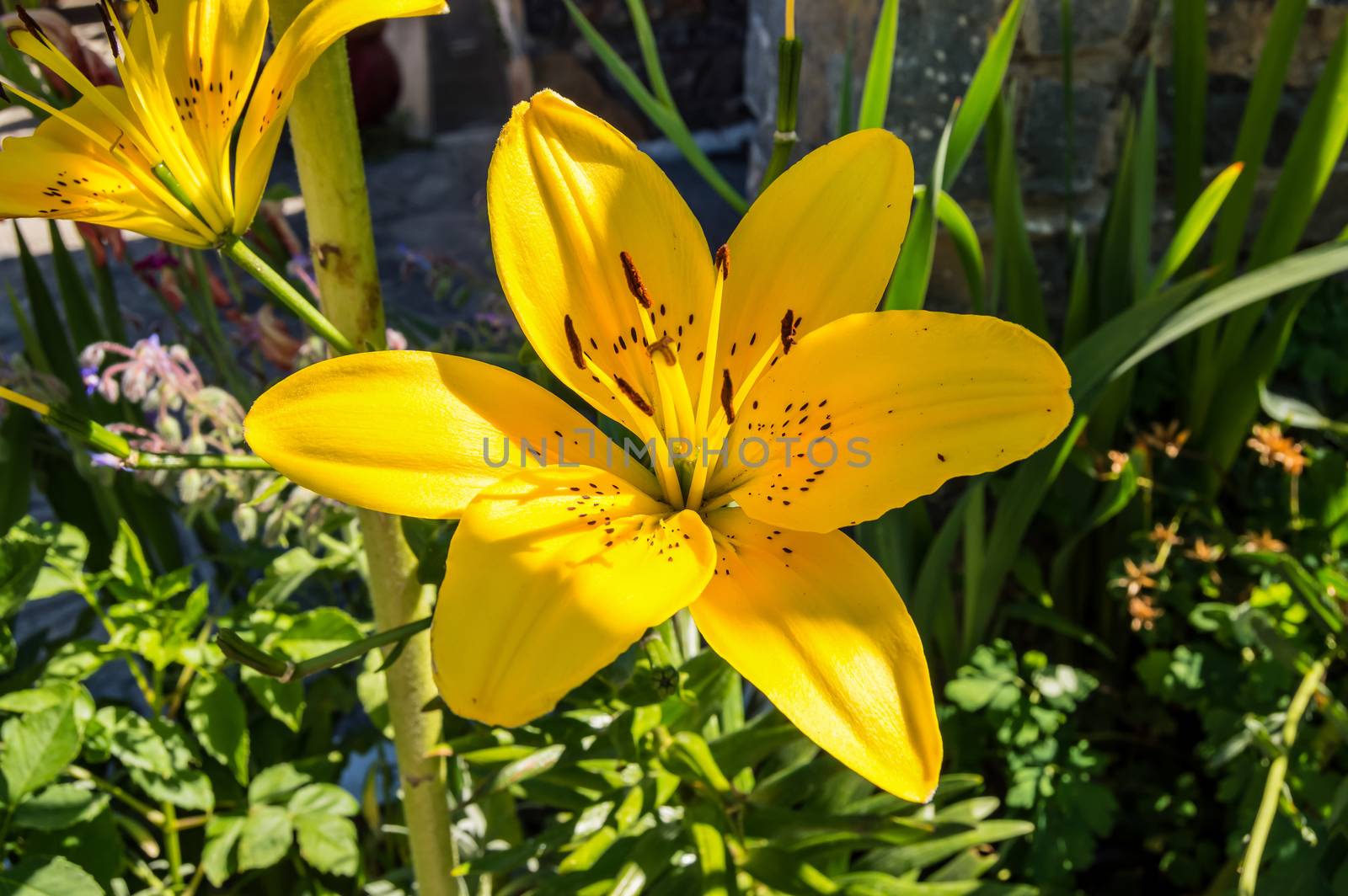 Flower of a fire lily (Lilium bulbiferum)Creta