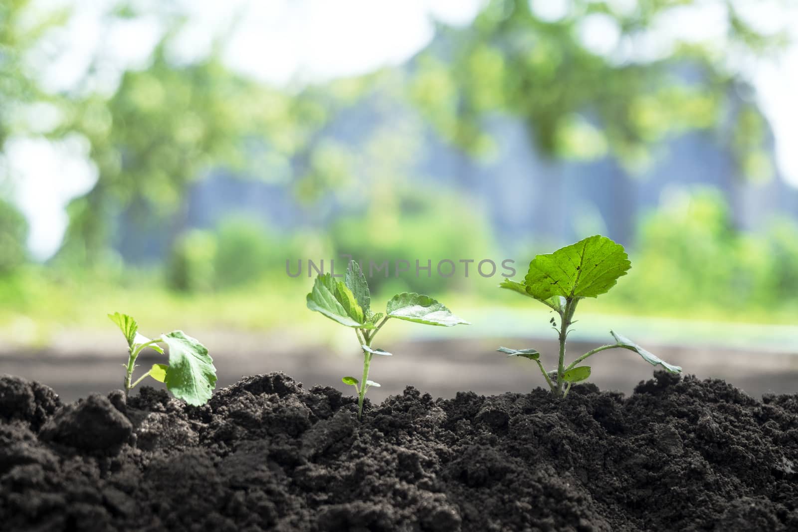 Seedling Three trees of plant seeds on a pile of soil that is Crumbly from soil tillage in natural forest. The concept of reforestation to save the earth. Save The world or Earth Day. With white light In the upper right-hand corner