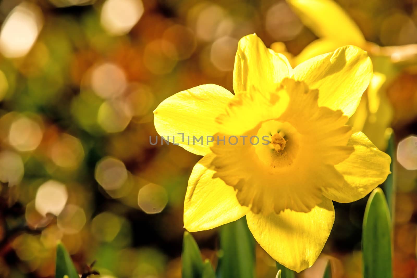 daffodil flower with blurred background by Jochen