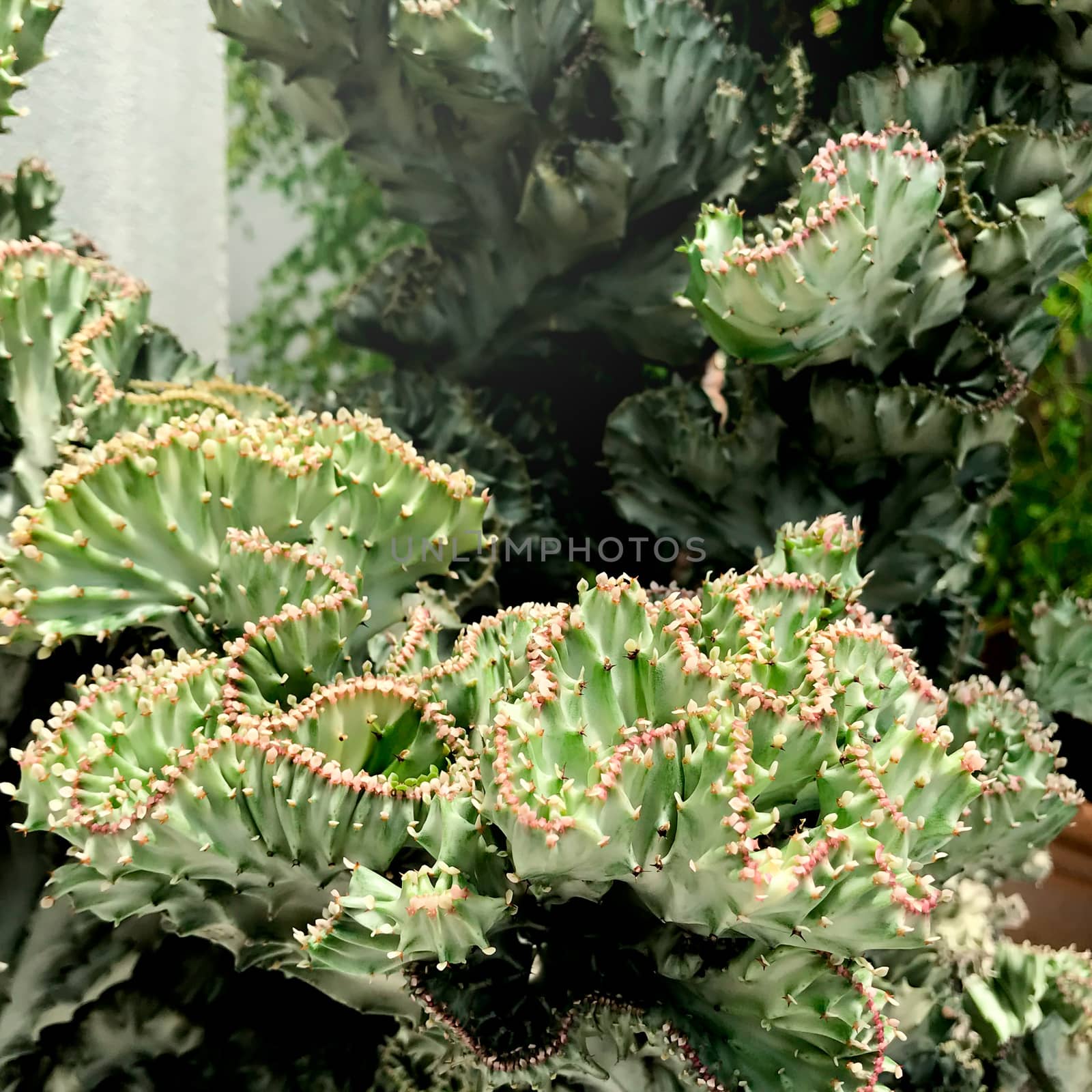 Green fresh cactus or succulent background.