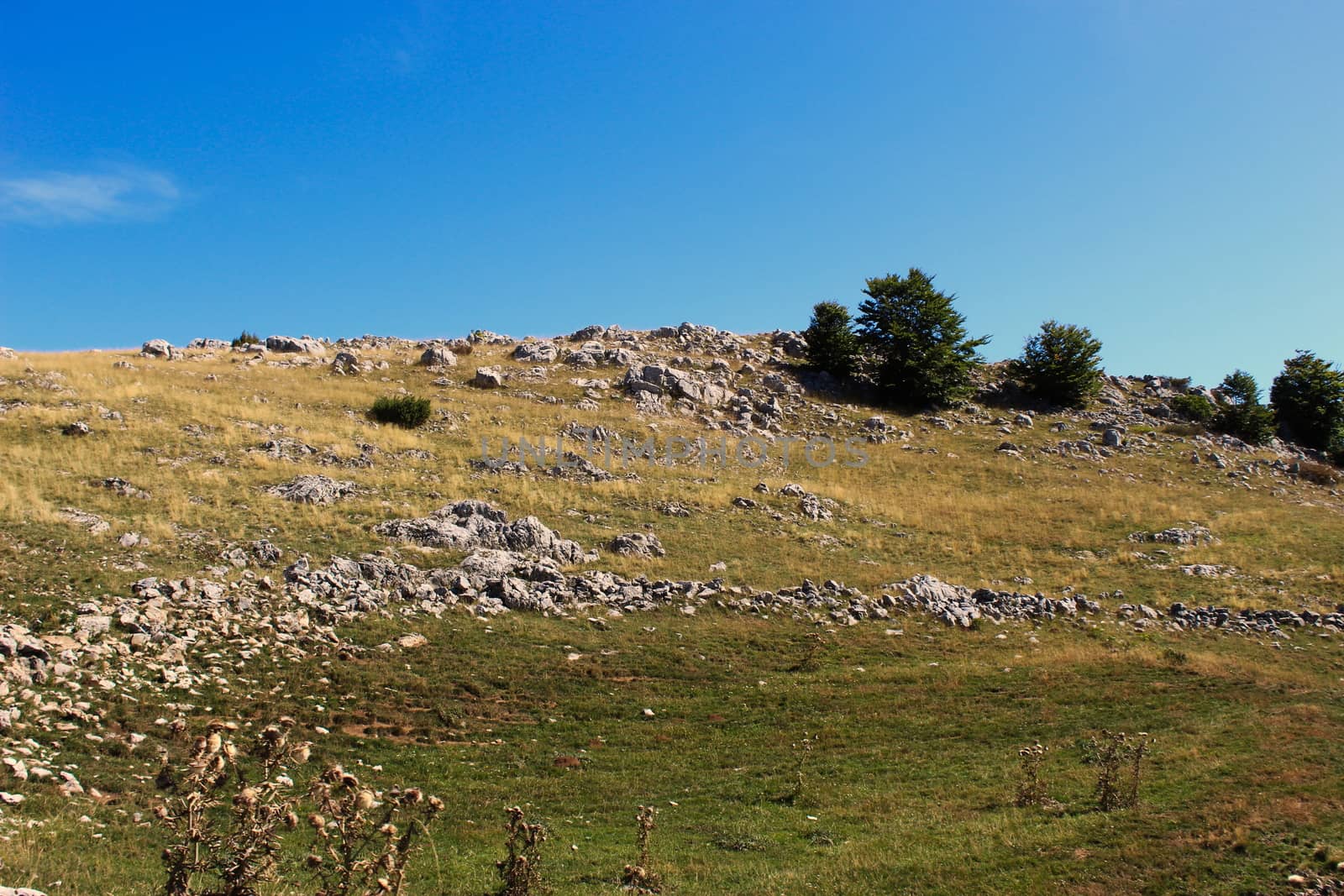 Stones, meadows, grass and trees. Bjelasnica Mountain, Bosnia and Herzegovina.