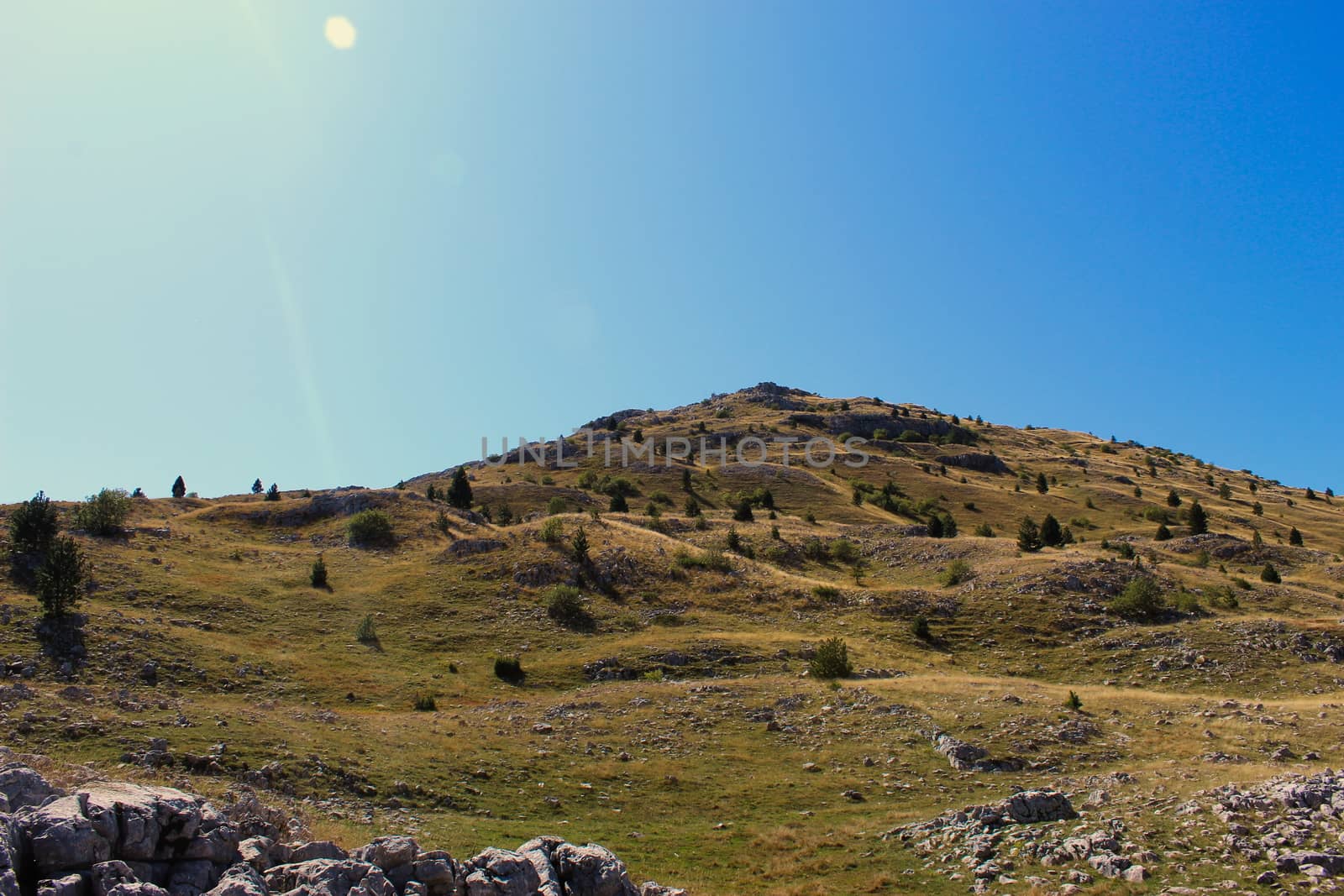 Wavy hill with planted conifers with a lot of stones. Hill on Bjelasnica mountain, Bosnia and Herzegovina. by mahirrov