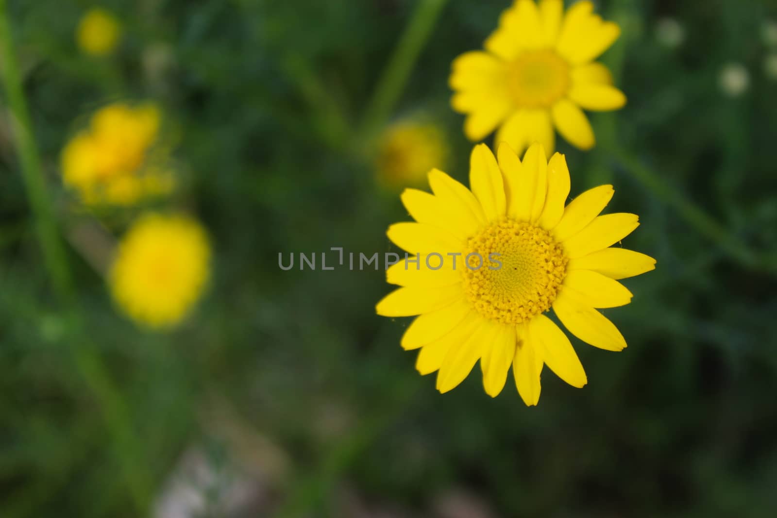 Great contrast of yellow daisy and green grass in the background. by mahirrov