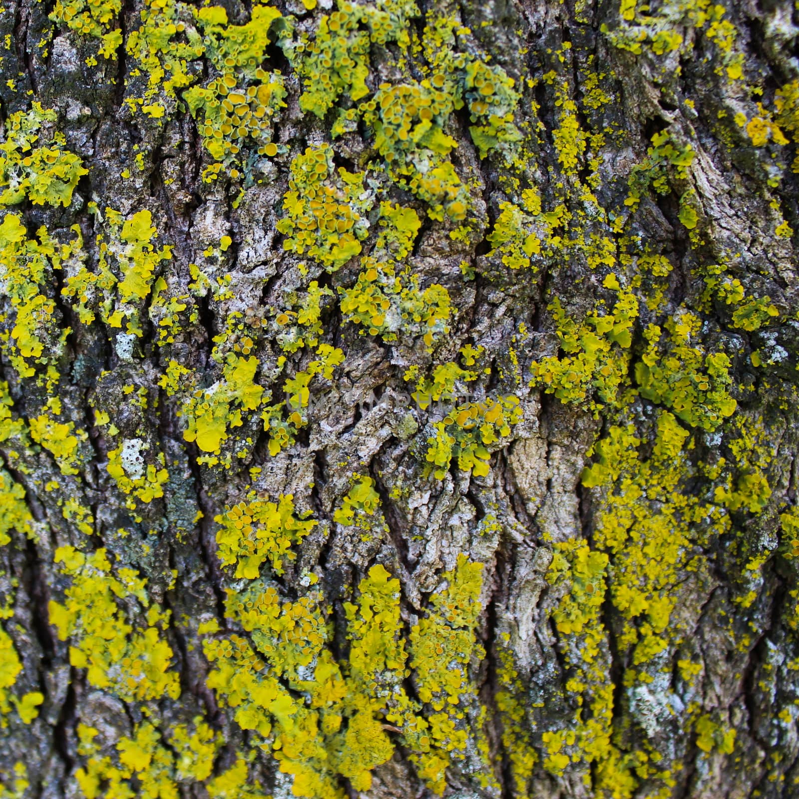 Tree Fungi. Yellow mold on the tree bark. Texture. by mahirrov