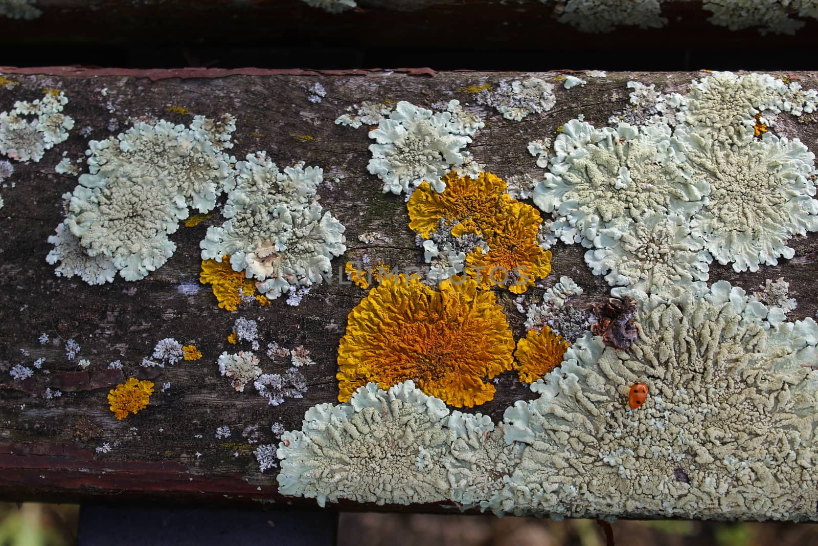 Yellow and white lichens on wood bench. by mahirrov