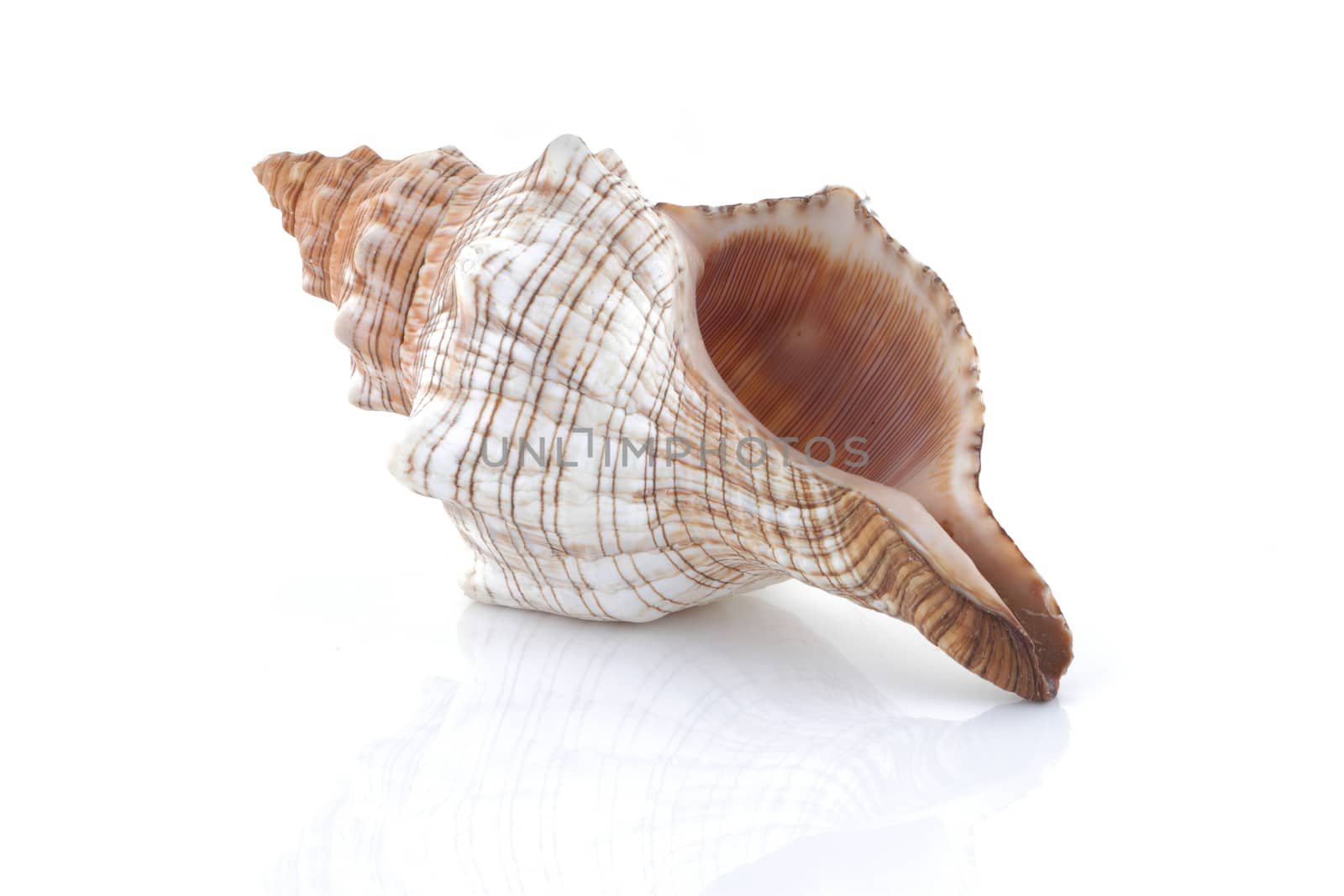 A Conch shell isolated on white with reflection