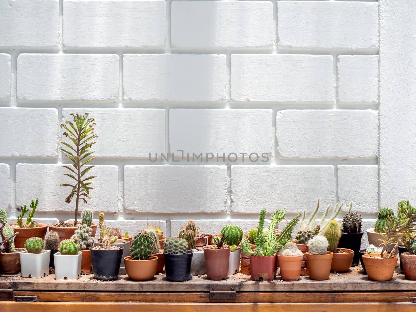 Various green cactus plants in pots on wooden table on white brick wall background with copy space.