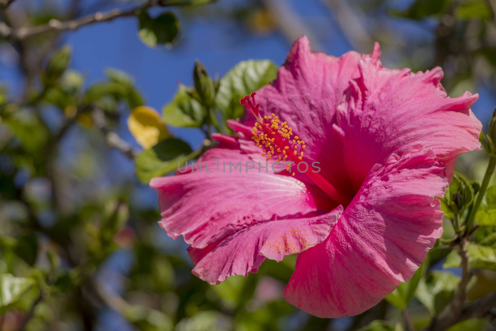 Beautiful Hibiscus with pink flowers from Cape Town in South Africa.