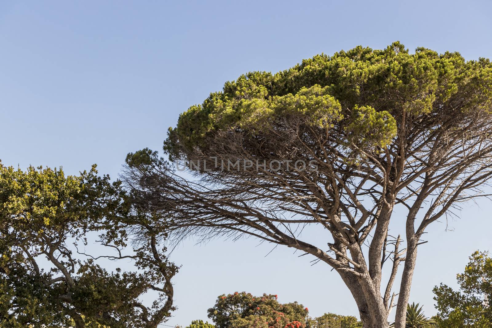 Big African tree and blue sky in Cape Town, South Africa