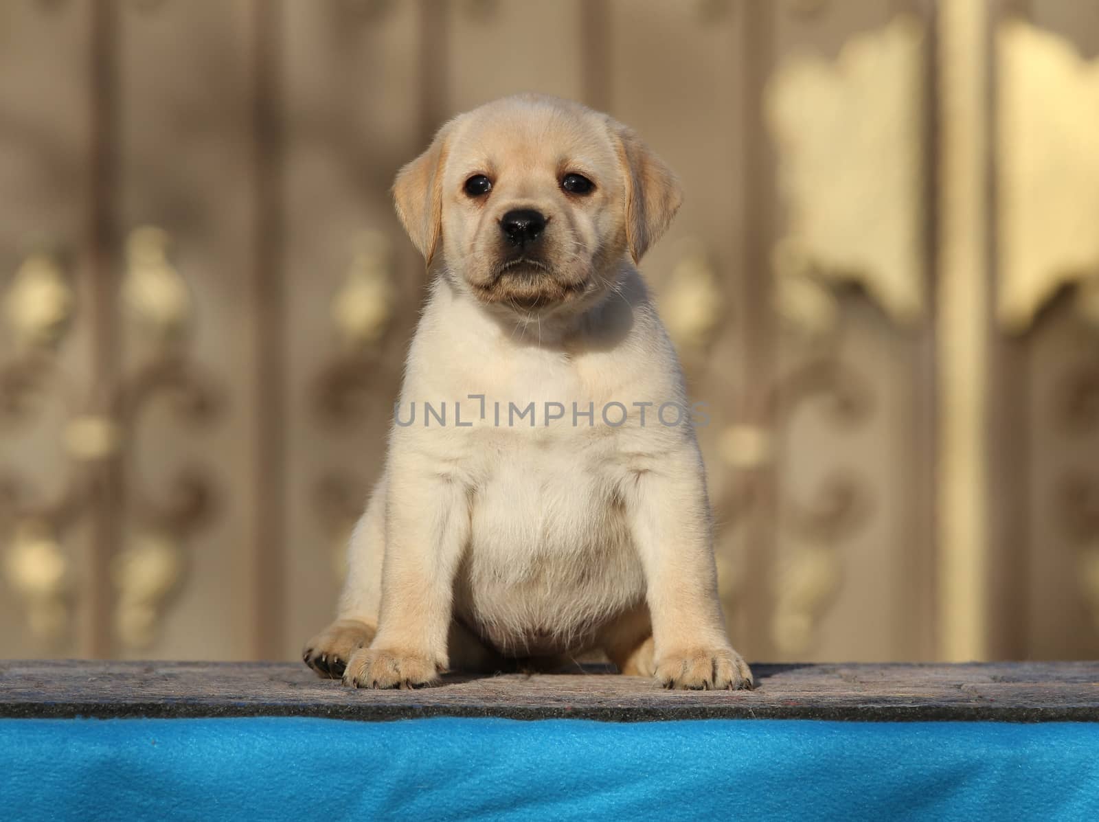 the little labrador puppy on a blue background