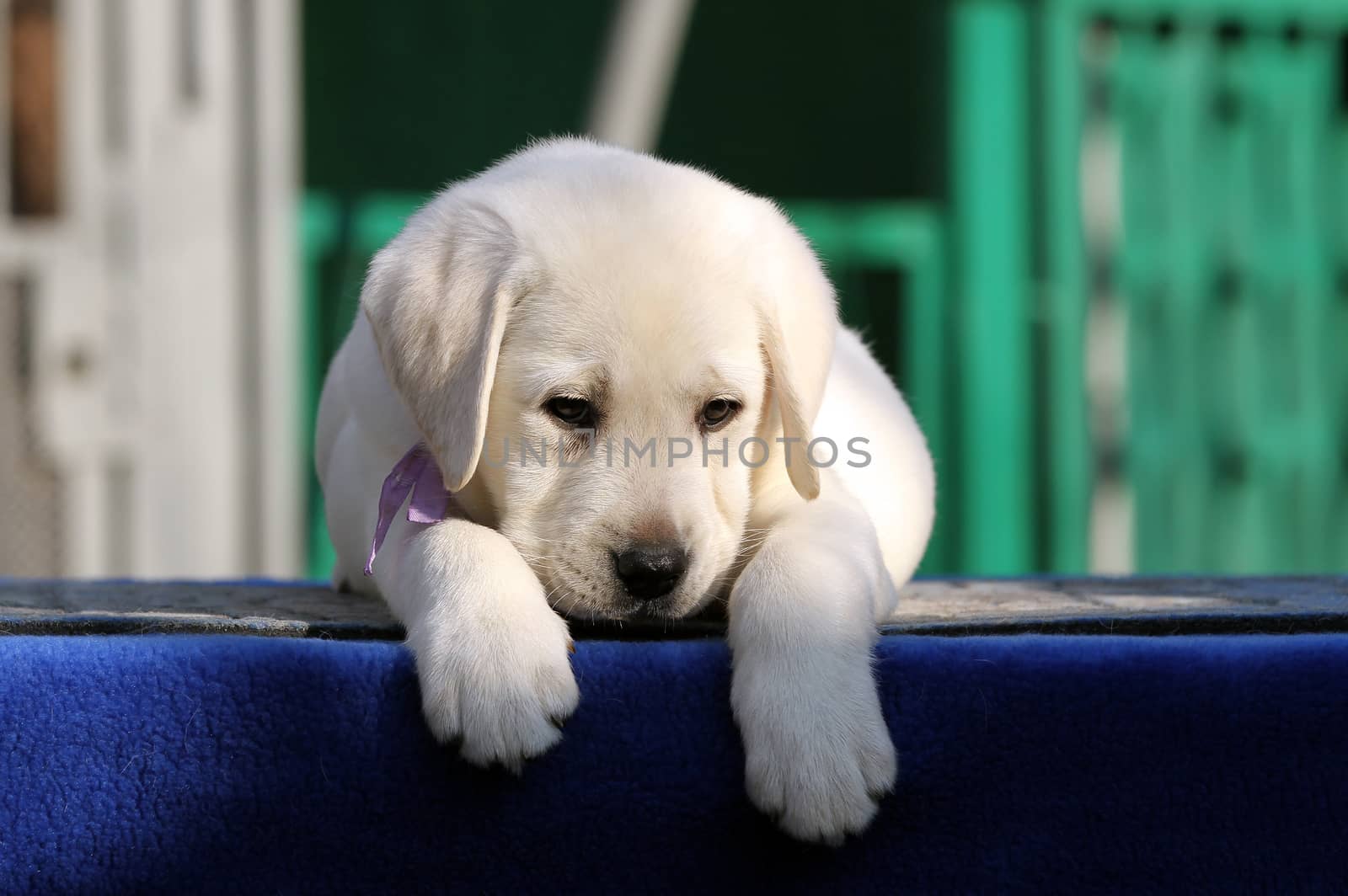 the nice little labrador puppy on a blue background