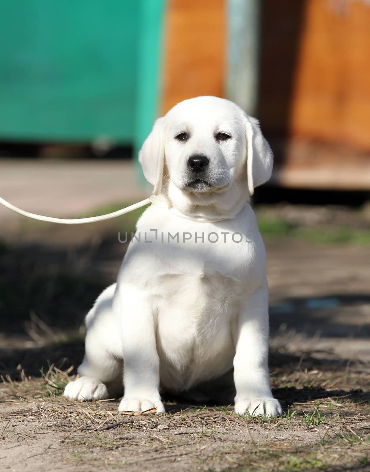 the yellow labrador playing in the park