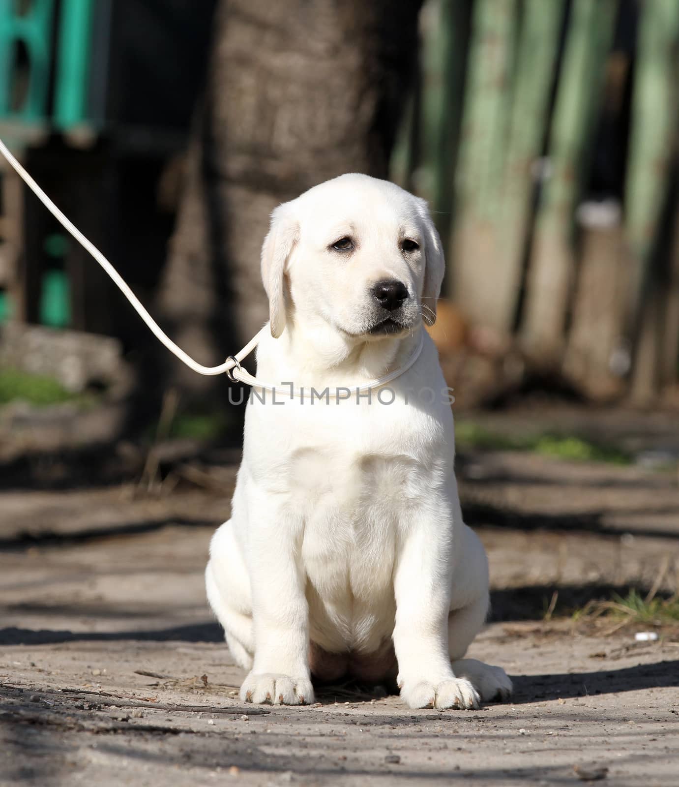 yellow labrador playing in the park